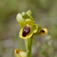  Gul Ophrys, Ophrys lutea.  © Leif Bisschop-Larsen / Naturfoto
