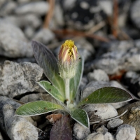  Håret Høgeurt, Hieracium pilosella. © Leif Bisschop-Larsen / Naturfoto
