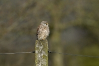  Tårnfalk, Falco tinnunculus. ©Leif Bisschop-Larsen / Naturfoto