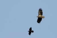  Havørn, Haliaeetus albicilla og Ravn, Corvus corax. ©Leif Bisschop-Larsen / Naturfoto