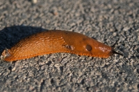  Rød Skovsnegl, Arion rufus. © Leif Bisschop-Larsen / Naturfoto