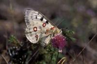  Apollo, Parnassius apollo. © Leif Bisschop-Larsen / Naturfoto