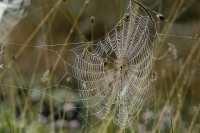  Edderkoppenet. © Leif Bisschop-Larsen / Naturfoto