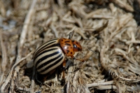  Coloradobille, Leptinotarsa decemlineata. © Leif Bisschop-Larsen / Naturfoto