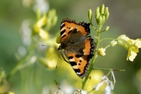  Nældens Takvinge, Aglais urtica. © Leif Bisschop-Larsen / Naturfoto