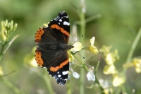  Admiral, Vanessa atalanta. © Leif Bisschop-Larsen / Naturfoto