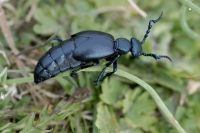  Oliebille, Meloe sp. © Leif Bisschop-Larsen / Naturfoto