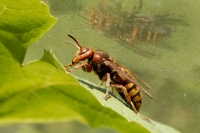  Stor Gedehams, Vespa crabro. © Leif Bisschop-Larsen / Naturfoto