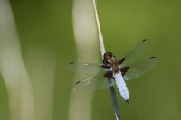  Blå Libel, Libellula depressa. © Leif Bisschop-Larsen / Naturfoto