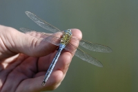  Stor Kejserguldsmed, Anax imperator. © Leif Bisschop-Larsen / Naturfoto