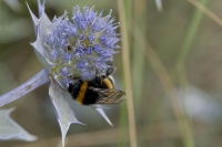  Humlebi, Bombus sp. i Strand-Mandstro. © Leif Bisschop-Larsen / Naturfoto