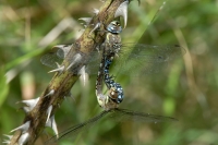  Efterårs-Mosaikguldsmed, Aeshna mixta i parringshjul. © Leif Bisschop-Larsen / Naturfoto