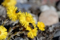  Svirreflue på Følfod. © Leif Bisschop-Larsen / Naturfoto