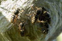  Hvepse, Vespa sp. på rede. © Leif Bisschop-Larsen / Naturfoto