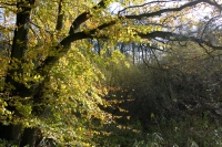  Skov i efteråret. © Leif Bisschop-Larsen / Naturfoto