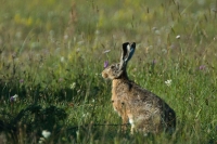  Hare, Lepus europaeus. © Leif Bisschop-Larsen / Naturfoto
