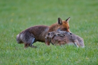  Ræv, Vulpes vulpes angriber Hare, Lepus europaeus. © Leif Bisschop-Larsen / Naturfoto
