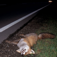  Ræv, Vulpes vulpes trafikdræbt. © Leif Bisschop-Larsen / Naturfoto
