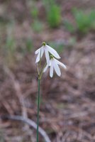 LBL2000303-1200  Three-leaved Snowflake (Leucojum trichophyllum) © Leif Bisschop-Larsen / Naturfoto