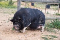 LBL2000340-1200  A special farm pig at Dehesa de Abajo © Leif Bisschop-Larsen / Naturfoto