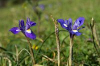 LBL2000398-1200  Barbary Nut (Iris sisyrinchium) © Leif Bisschop-Larsen / Naturfoto