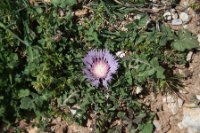 LBL2000464-1200  Centaurea sp © Leif Bisschop-Larsen / Naturfoto