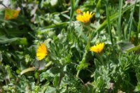 LBL2000465-1200  Wild Marigold (Calendula sp), Garganta Verde © Leif Bisschop-Larsen / Naturfoto