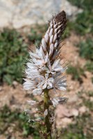 LBL2000467-1200  Asphodel (Asphodelus sp), Garganta Verde © Leif Bisschop-Larsen / Naturfoto