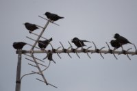 LBL2000514-1200  Spotless Starling (Sturnus unicolor) is everywhere © Leif Bisschop-Larsen / Naturfoto