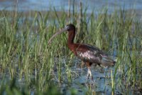 LBL2000544-1200  Glossy Ibis (Plegadis falcinellus) © Leif Bisschop-Larsen / Naturfoto