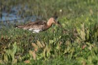 LBL2000547-1200  Black-tailed Godwit (Limosa limosa) © Leif Bisschop-Larsen / Naturfoto