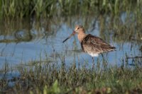 LBL2000560-1200  Black-tailed Godwit (Limosa limosa) © Leif Bisschop-Larsen / Naturfoto