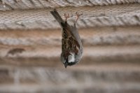 LBL2000598-1200  House Sparrow (Passer domesticus) in funny position © Leif Bisschop-Larsen / Naturfoto