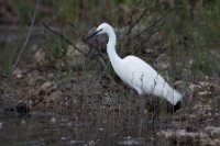 LBL2000648-1200  Little Egret (Egretta garzetta) © Leif Bisschop-Larsen / Naturfoto