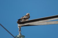 LBL2000665-1200  Short-toed Snake-eagle (Circaetus gallicus) © Leif Bisschop-Larsen / Naturfoto