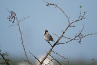 LBL2000667-1200  Spanish Sparrow (Passer hispaniolensis) © Leif Bisschop-Larsen / Naturfoto