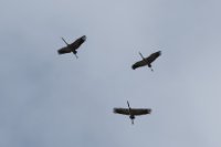 LBL2000680-1200  Migrating Crane (Grus grus) © Leif Bisschop-Larsen / Naturfoto