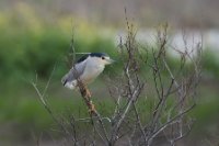 LBL2000695-1200  Black-crowned Night-heron (Nycticorax nycticorax) © Leif Bisschop-Larsen / Naturfoto