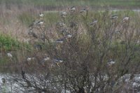 LBL2000715-1200  Black-crowned Night-heron (Nycticorax nycticorax) © Leif Bisschop-Larsen / Naturfoto