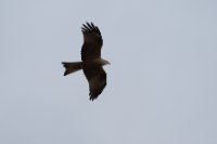 LBL2000748-1200  Black Kite (Milvus migrans), Dehesa de Abajo © Leif Bisschop-Larsen / Naturfoto