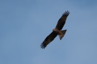 LBL2000763-1200  Black Kite (Milvus migrans), Dehesa de Abajo © Leif Bisschop-Larsen / Naturfoto