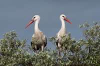 LBL2000788-1200  White Stork (Ciconia ciconia), Dehesa de Abajo © Leif Bisschop-Larsen / Naturfoto