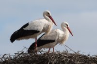 LBL2000795-1200  White Stork (Ciconia ciconia), Dehesa de Abajo © Leif Bisschop-Larsen / Naturfoto