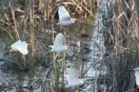 LBL2000826-1200  Cattle Egret (Bubulcus ibis) roost in reed beds © Leif Bisschop-Larsen / Naturfoto