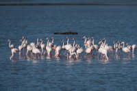 LBL2000856-1200  Greater Flamingo (Phoenicopterus roseus) © Leif Bisschop-Larsen / Naturfoto