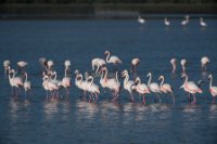 LBL2000873-1200  Greater Flamingo (Phoenicopterus roseus) © Leif Bisschop-Larsen / Naturfoto