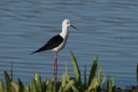 LBL2000924-1200  Black-winged Stilt (Himantopus himantopus) © Leif Bisschop-Larsen / Naturfoto