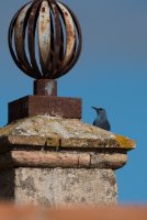 LBL2000988-1200  Blue Rock-thrush (Monticola solitarius), Almonaster la Real © Leif Bisschop-Larsen / Naturfoto