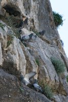 LBL2001016-1200  Rock Dove (Columba livia) © Leif Bisschop-Larsen / Naturfoto