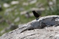 LBL2001027-1200  Black Wheatear (Oenanthe leucura) © Leif Bisschop-Larsen / Naturfoto